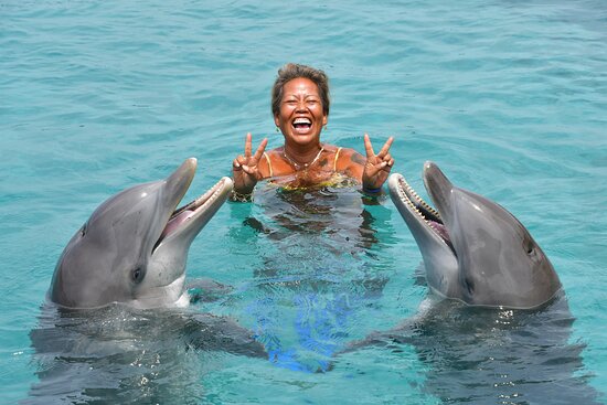dolphin-swim
